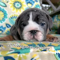 Sterling, a male English Bulldog for sale in Findlay, OH – 1 of 2