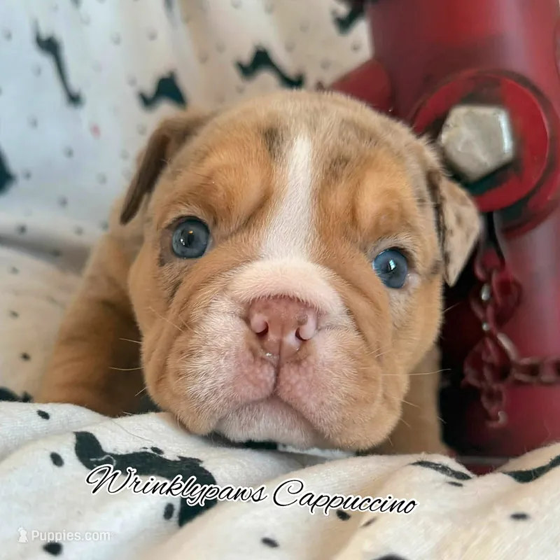 Cappuccino  – English Bulldog puppy for sale in Findlay, OH