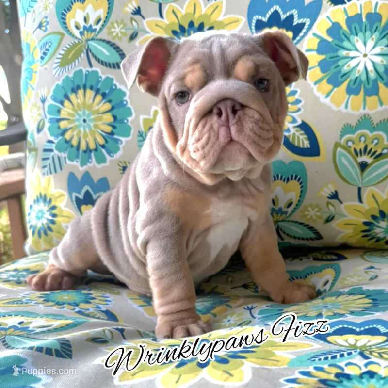 Fizz – English Bulldog puppy for sale in Findlay, OH