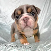 Chai, a female English Bulldog for sale in Findlay, OH – 2 of 4