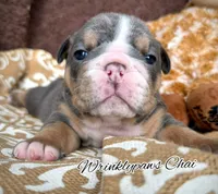 Chai, a female English Bulldog for sale in Findlay, OH – 4 of 4