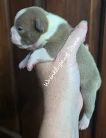 Dune, a male Boston Terrier for sale in Findlay, OH – 2 of 2