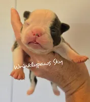 Sky, a male Boston Terrier for sale in Findlay, OH – 1 of 2