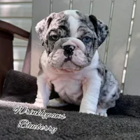 Blueberry, a female English Bulldog for sale in Findlay, OH – 1 of 7