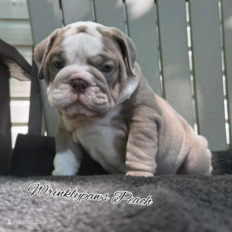 Peach – English Bulldog puppy for sale in Findlay, OH
