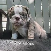 Peach, a female English Bulldog for sale in Findlay, OH – 1 of 8