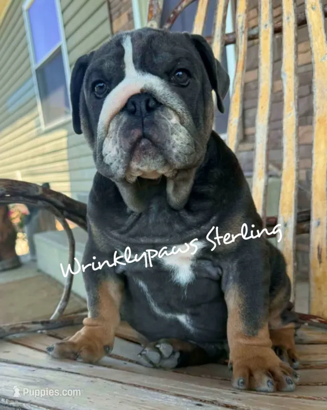 Sterling – English Bulldog puppy for sale in Findlay, OH