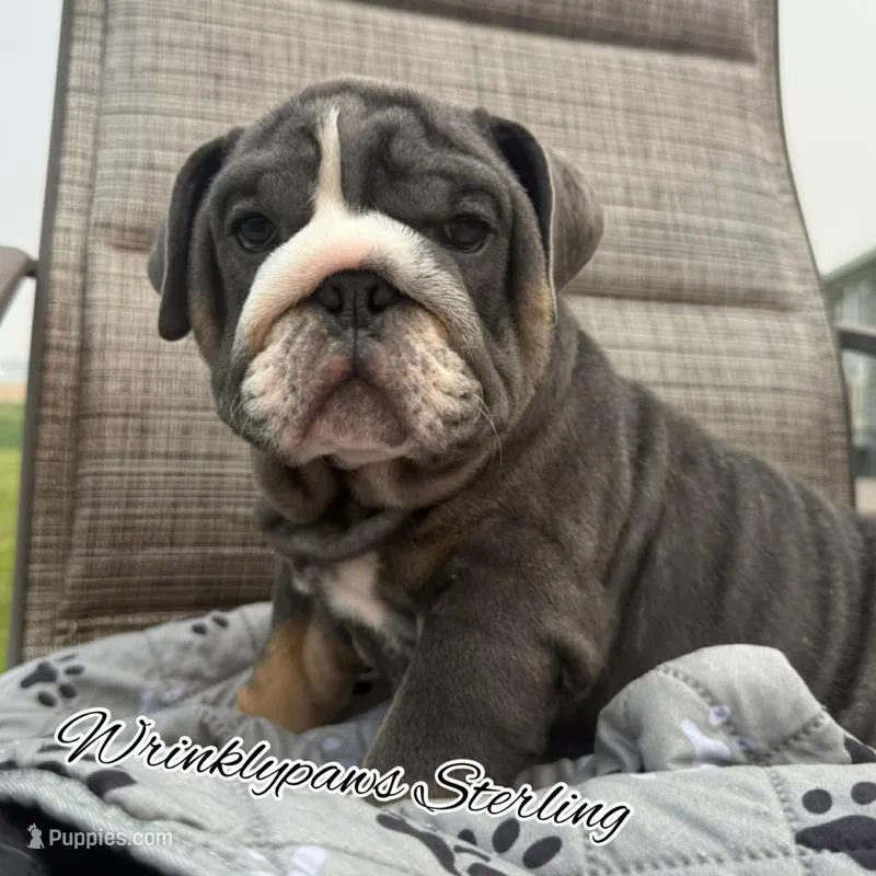 Sterling – English Bulldog puppy for sale in Findlay, OH