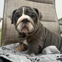Sterling, a male English Bulldog for sale in Findlay, OH – 2 of 5