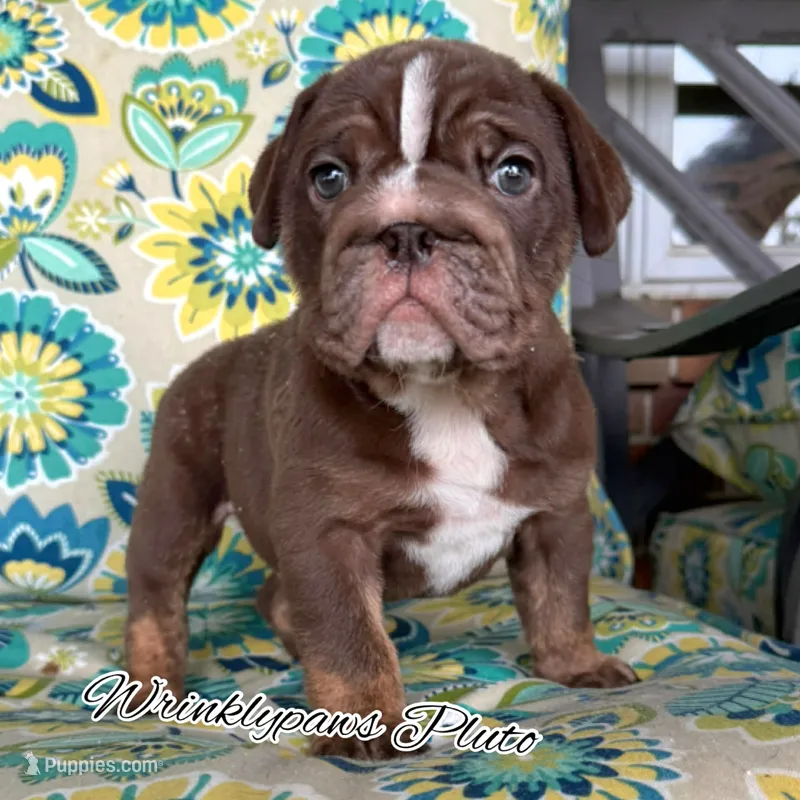 Pluto – English Bulldog puppy for sale in Findlay, OH