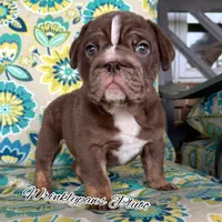 Pluto, a male English Bulldog for sale in Findlay, OH – 1 of 2