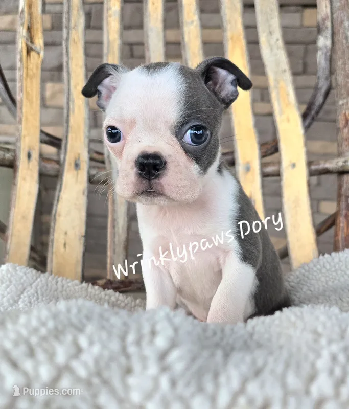 Dory – Boston Terrier puppy for sale in Findlay, OH
