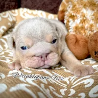 Fizz, a male English Bulldog for sale in Findlay, OH – 4 of 9