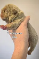 Fizz, a male English Bulldog for sale in Findlay, OH – Photo 2 of 4