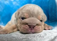 Fizz, a male English Bulldog for sale in Findlay, OH – 5 of 9