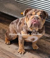 Fizz, a male English Bulldog for sale in Findlay, OH – Photo 4 of 4
