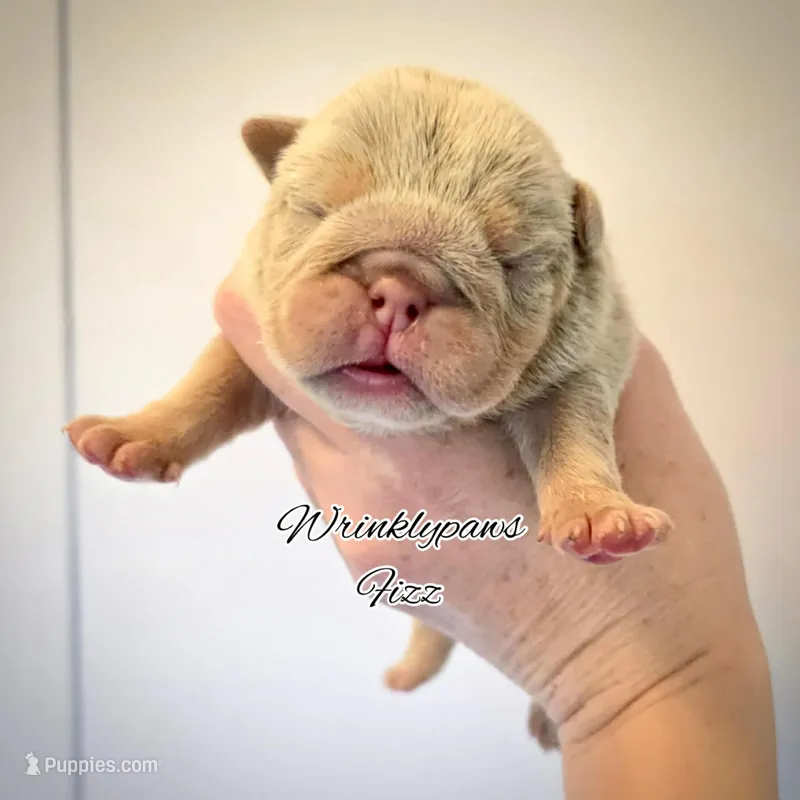 Fizz – English Bulldog puppy for sale in Findlay, OH