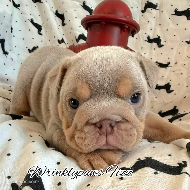 Fizz – English Bulldog puppy for sale in Findlay, OH