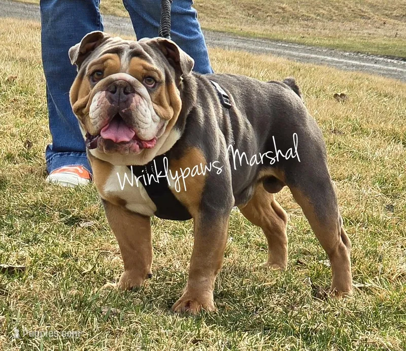 Due April 16 – English Bulldog puppy for sale in Findlay, OH