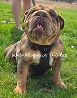 Due April 16, a  English Bulldog for sale in Findlay, OH – Photo 2 of 2