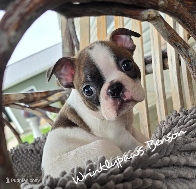 Benson – Boston Terrier puppy for sale in Findlay, OH