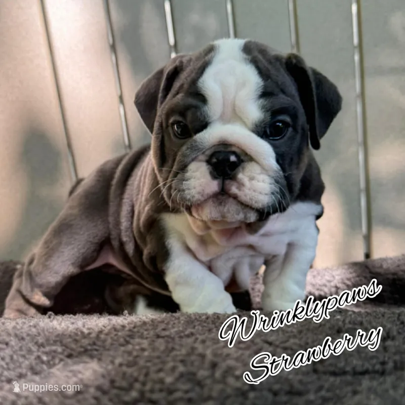 Strawberry – English Bulldog puppy for sale in Findlay, OH