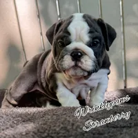 Strawberry, a female English Bulldog for sale in Findlay, OH – 1 of 8