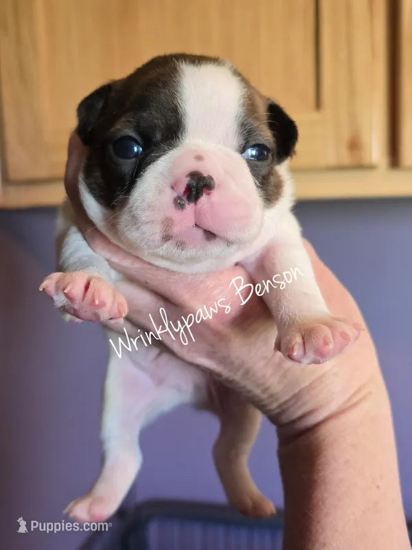 Benson – Boston Terrier puppy for sale in Findlay, OH