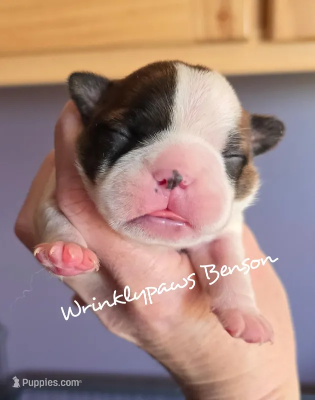 Benson – Boston Terrier puppy for sale in Findlay, OH