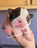 Benson, a male Boston Terrier for sale in Findlay, OH – Photo 1 of 4