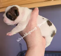 Benson, a male Boston Terrier for sale in Findlay, OH – Photo 2 of 4