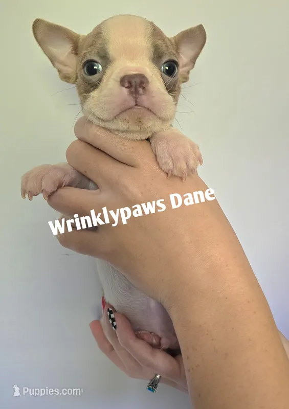 Dane – Boston Terrier puppy for sale in Findlay, OH
