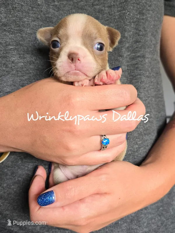Dallas – Boston Terrier puppy for sale in Findlay, OH