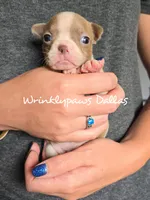 Dallas, a male Boston Terrier for sale in Findlay, OH – 1 of 2