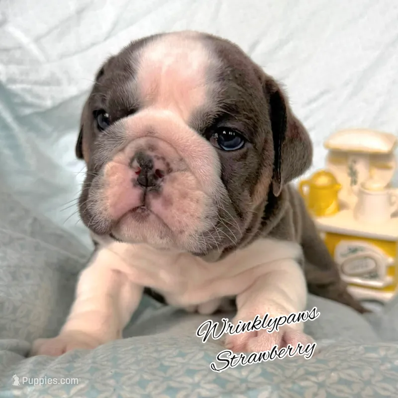 Strawberry – English Bulldog puppy for sale in Findlay, OH