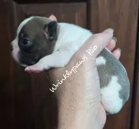 Rio, a male Boston Terrier for sale in Findlay, OH – 2 of 2