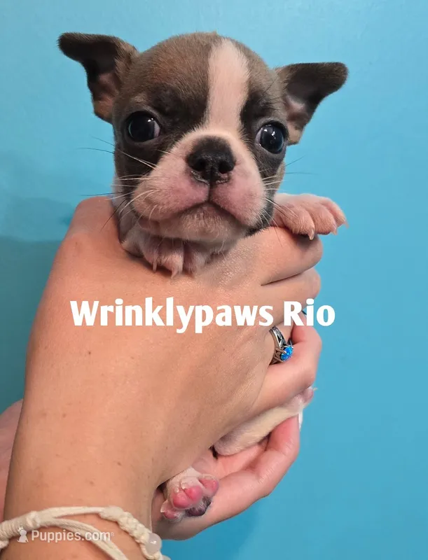 Rio – Boston Terrier puppy for sale in Findlay, OH