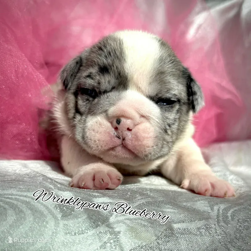 Blueberry – English Bulldog puppy for sale in Findlay, OH