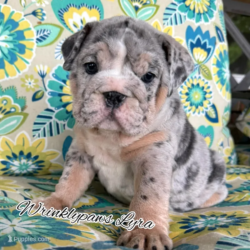 Lyra – English Bulldog puppy for sale in Findlay, OH