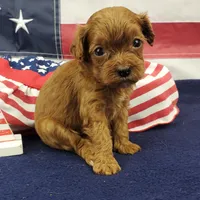 Suki, a female Cavapoo for sale in Marionville, MO – 3 of 7