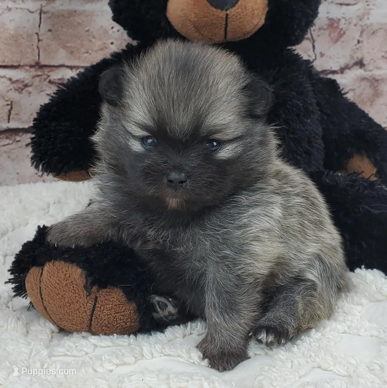 Tabasco – Pomeranian puppy on hold in Marionville, MO
