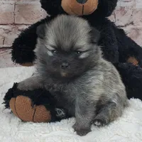 Tabasco, a male Pomeranian for sale in Marionville, MO – 1 of 1