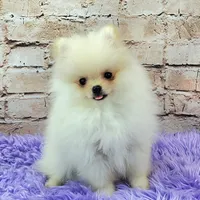 Pixie, a female Pomeranian for sale in Marionville, MO – 8 of 9
