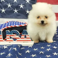 Nugget, a male Pomeranian for sale in Marionville, MO – 6 of 9