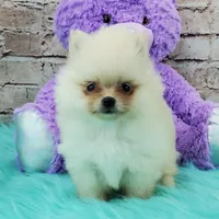 Princess, a female Pomeranian for sale in Marionville, MO – 5 of 5