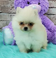 Princess, a female Pomeranian for sale in Marionville, MO – 4 of 5