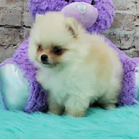 Princess, a female Pomeranian for sale in Marionville, MO – 2 of 5