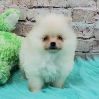 Pixie, a female Pomeranian for sale in Marionville, MO – 10 of 10