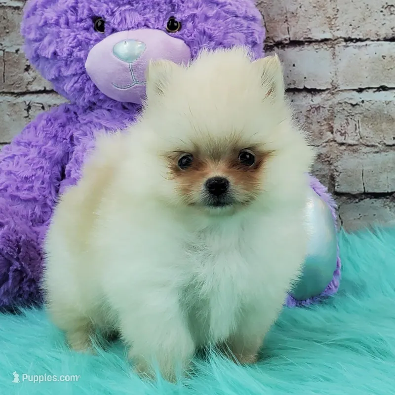 Princess – Pomeranian puppy for sale in Marionville, MO