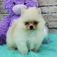 Princess, a female Pomeranian for sale in Marionville, MO – 1 of 5